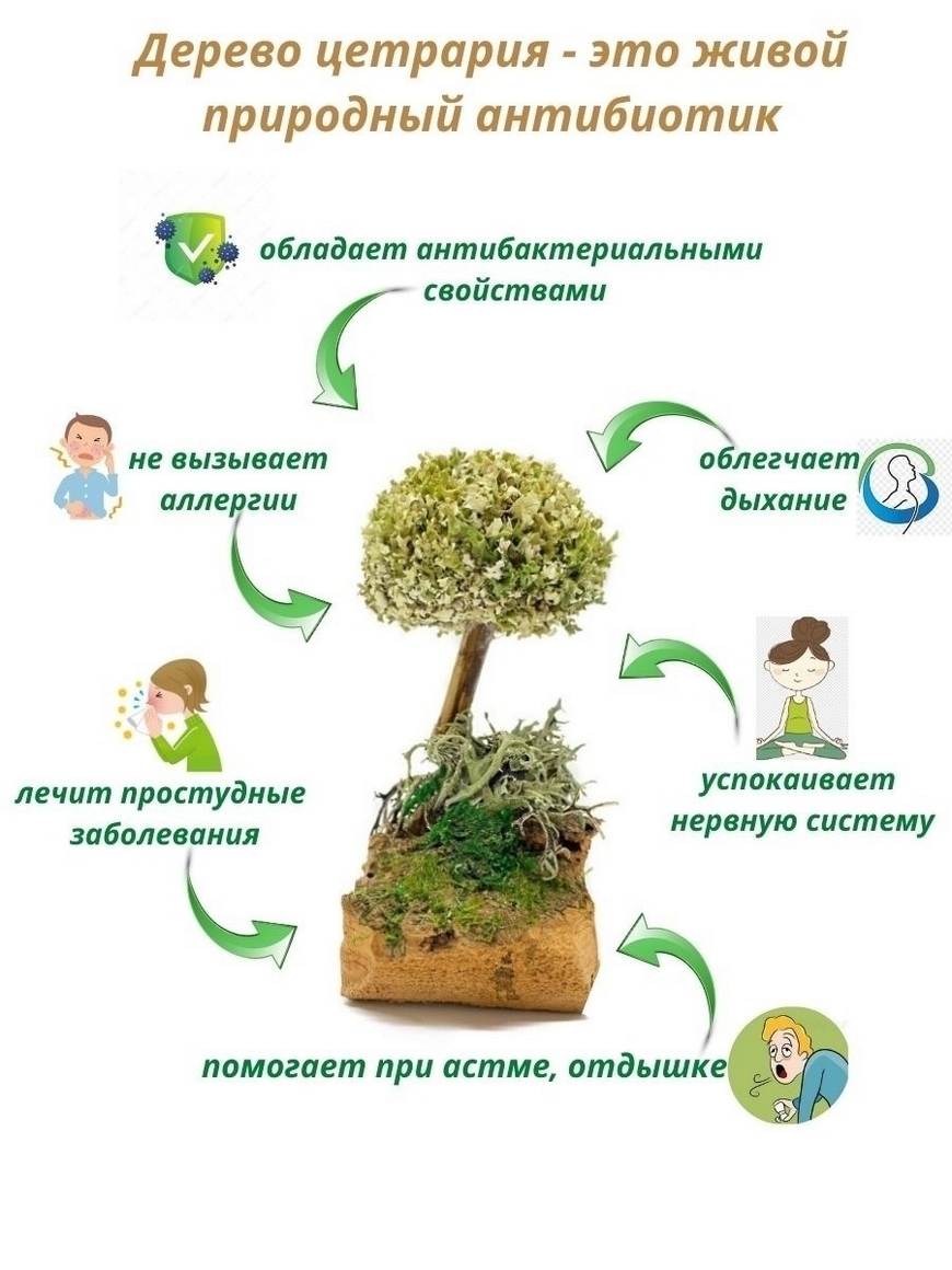 Живое дерево цетрария / дерево из исландского мха/ цетрария дерево /  сухоцвет Cetraria | Купить с доставкой в интернет-магазине kandi.ru